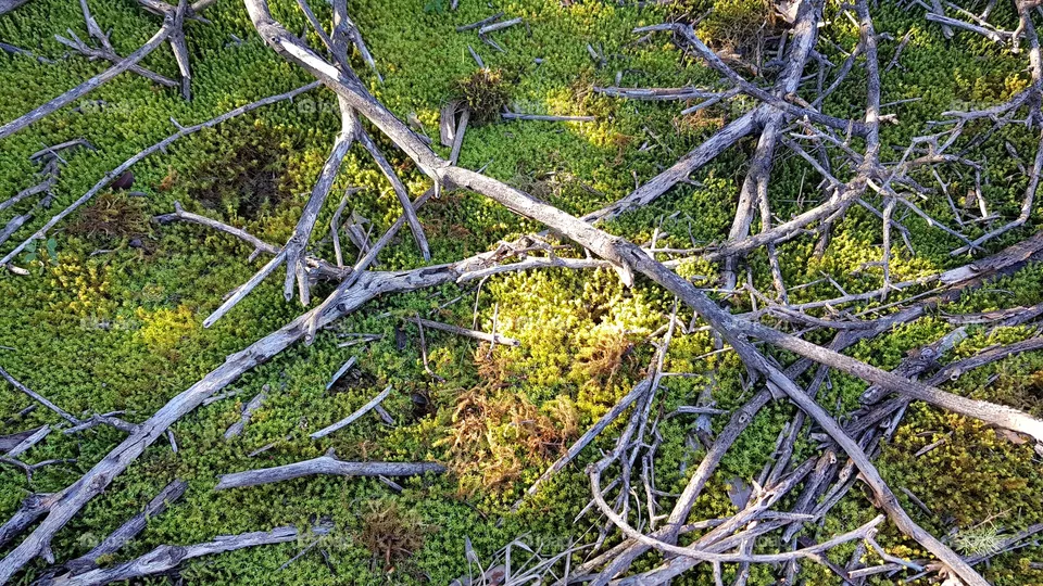 Grass