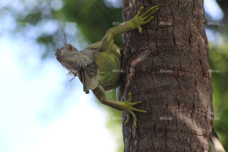 green iguana on palm tree