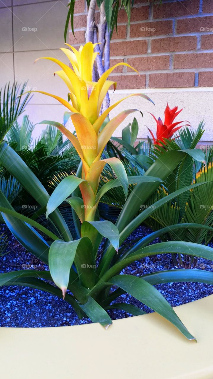Bromeliad. This plant is at my campus