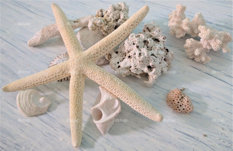 View of seashells in indoors