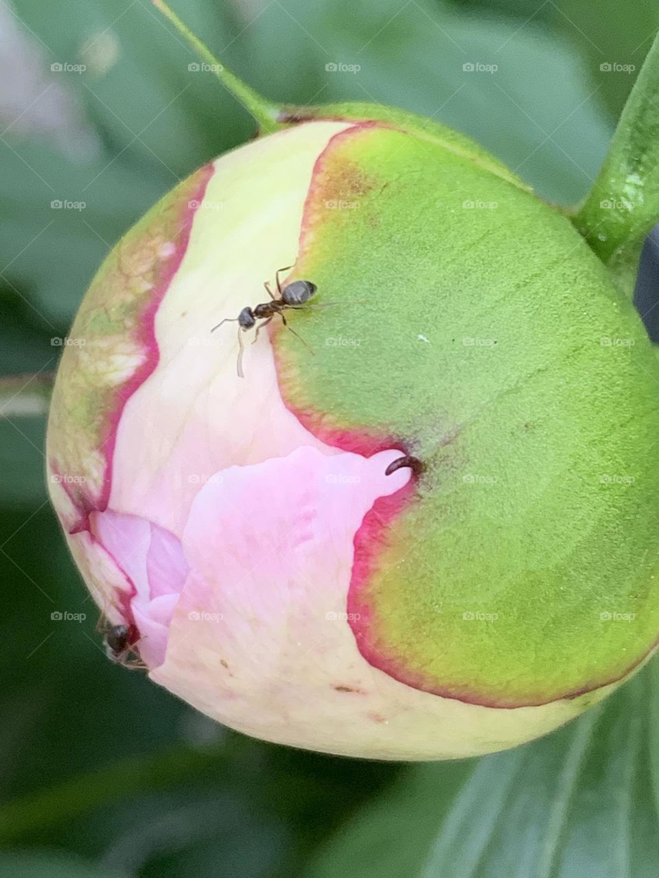 ant examines the round peony
