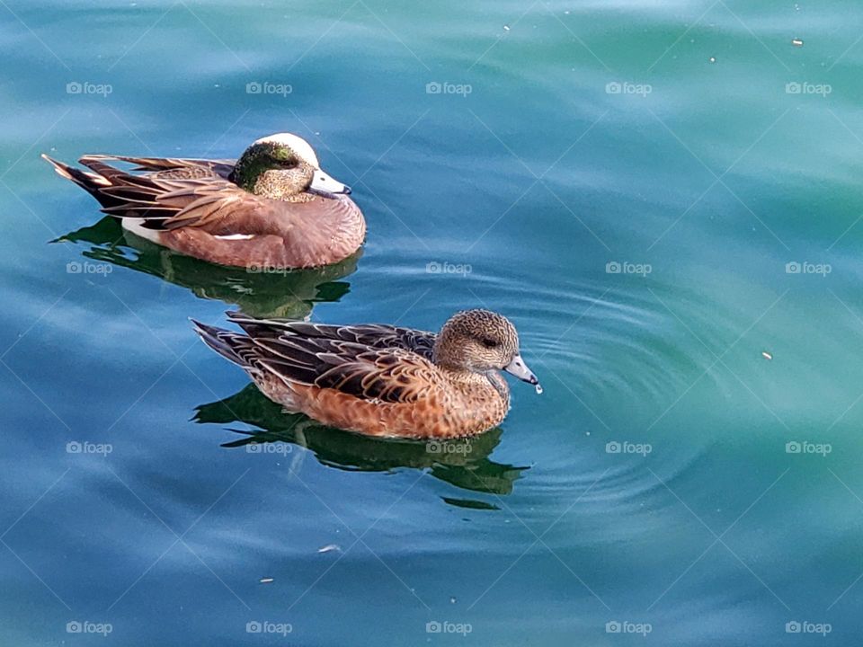 Pair of Wigeon Ducks on the Water