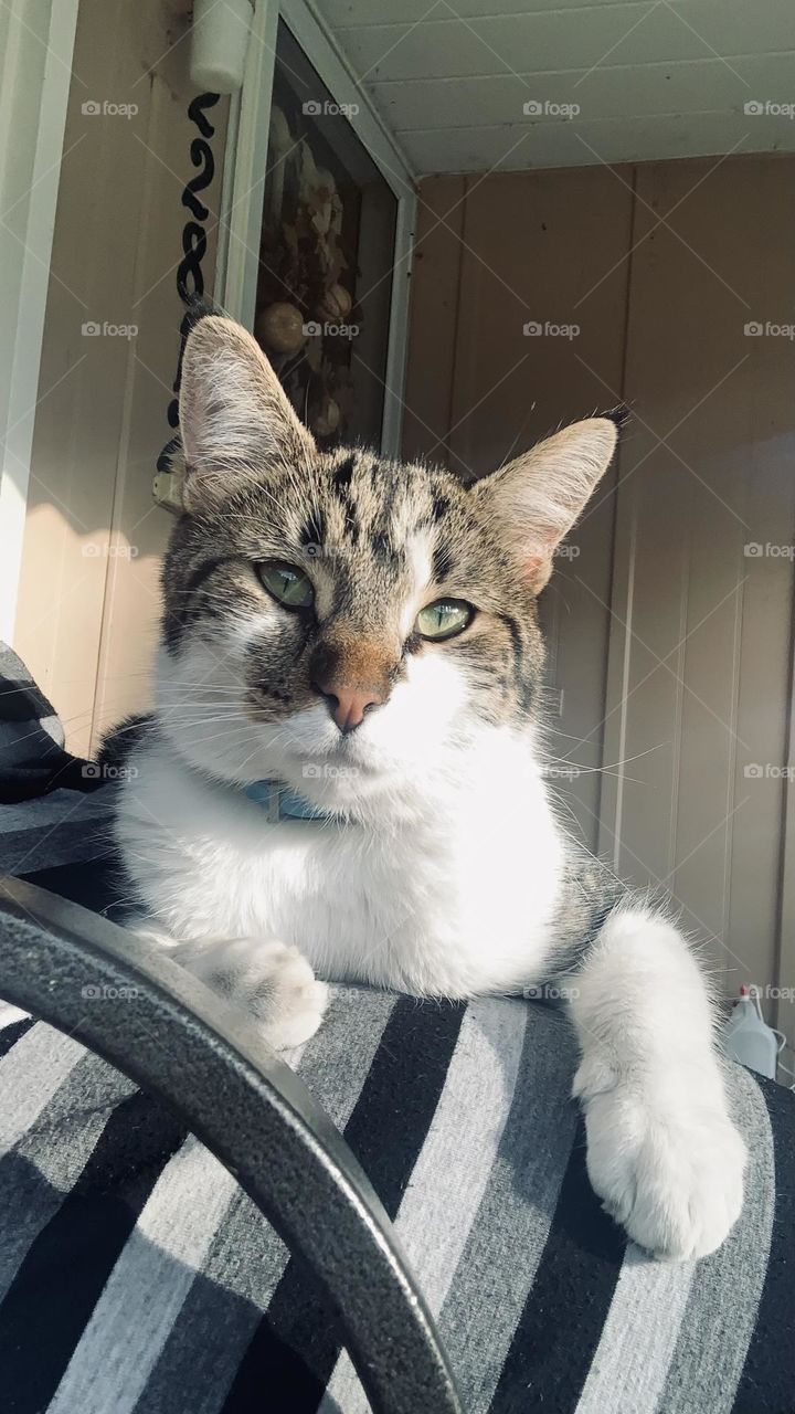 Cat portrait on porch