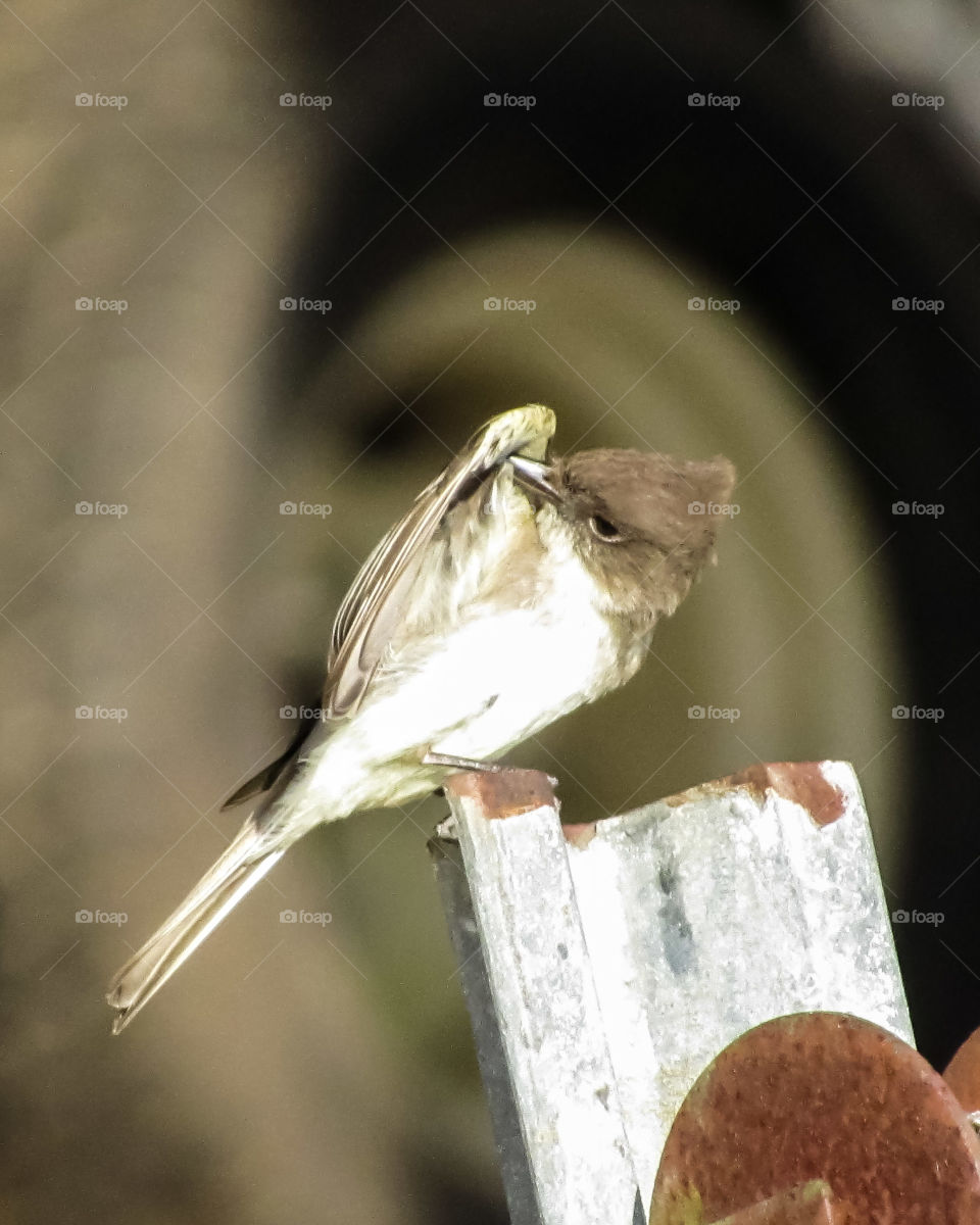 bird fixing feathers on wing while perched on post outdoors