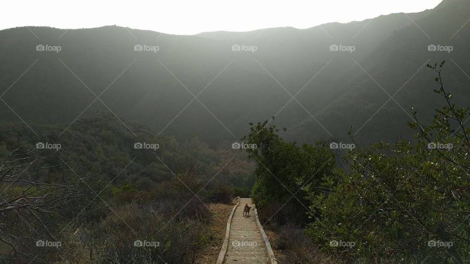 Dog on a misty stairway in a valley