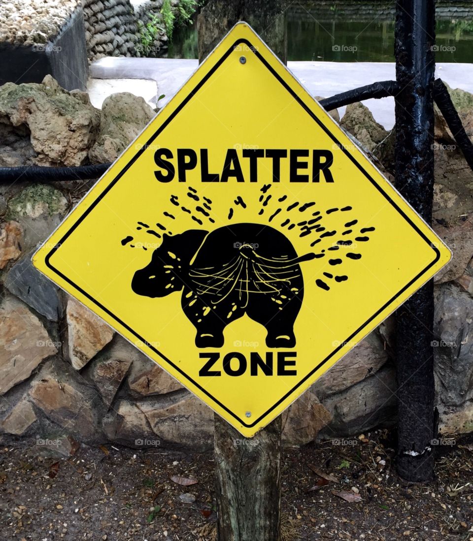 Hippo splatter zone