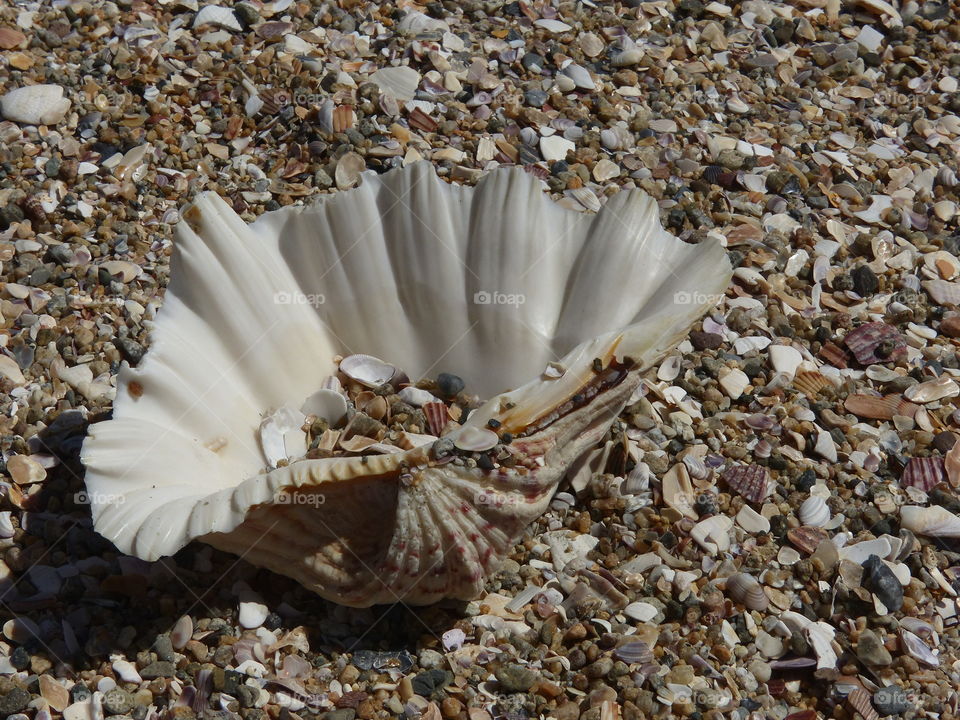 Small shells inside clam shell 