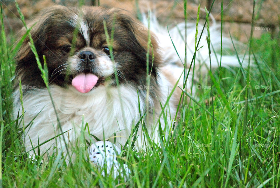 smiling dog, happy, playful, pekingese dog