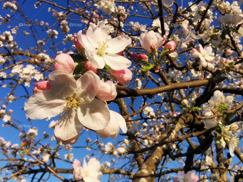 Apfelbaum in voller Blüte