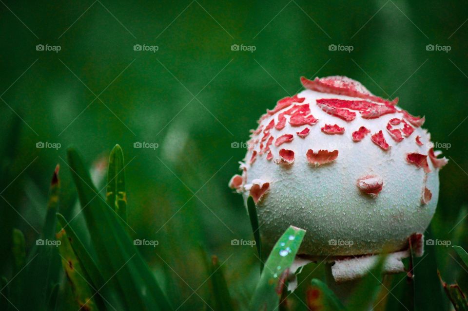 The Mushroom 