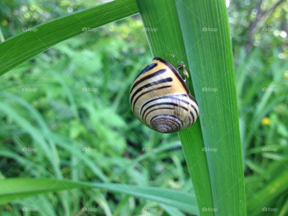 Found this snail on a morning walk with my dog.