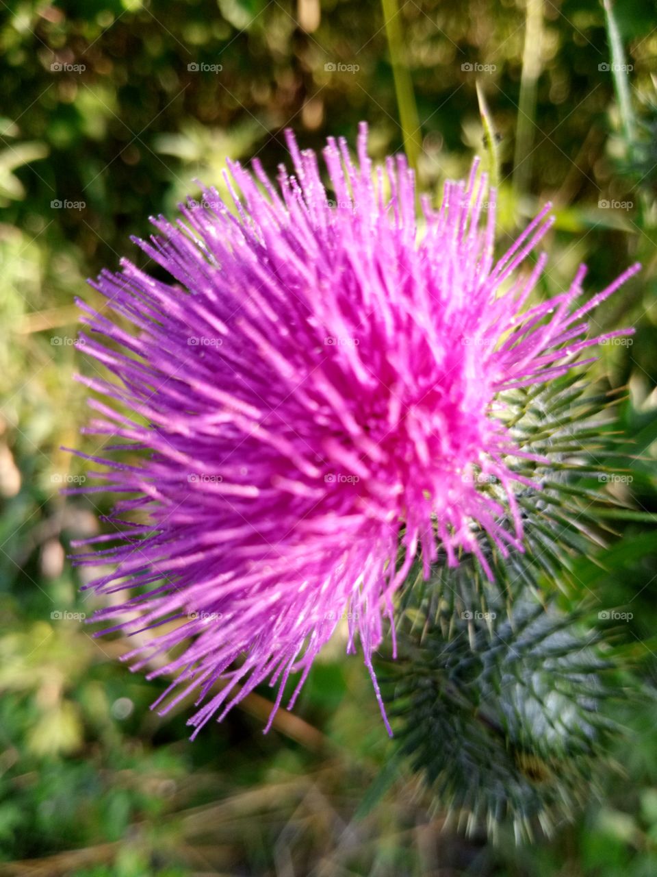 полевые цветы