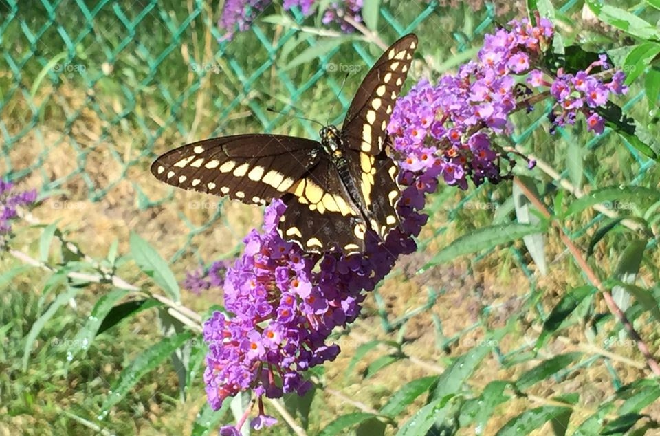 Black Swallowtail Butterfly. Black Swallowtail Butterfly on Butterfly Bush.