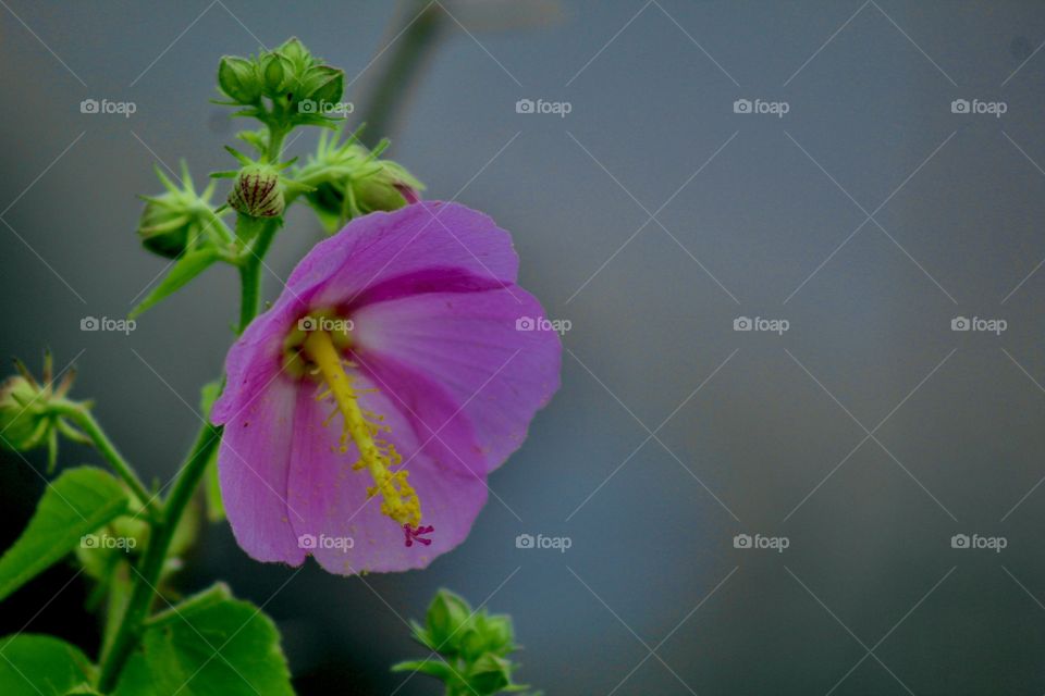 Pink Flower With Pollen 