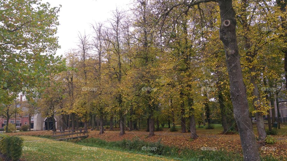 autumn landscape with fall trees