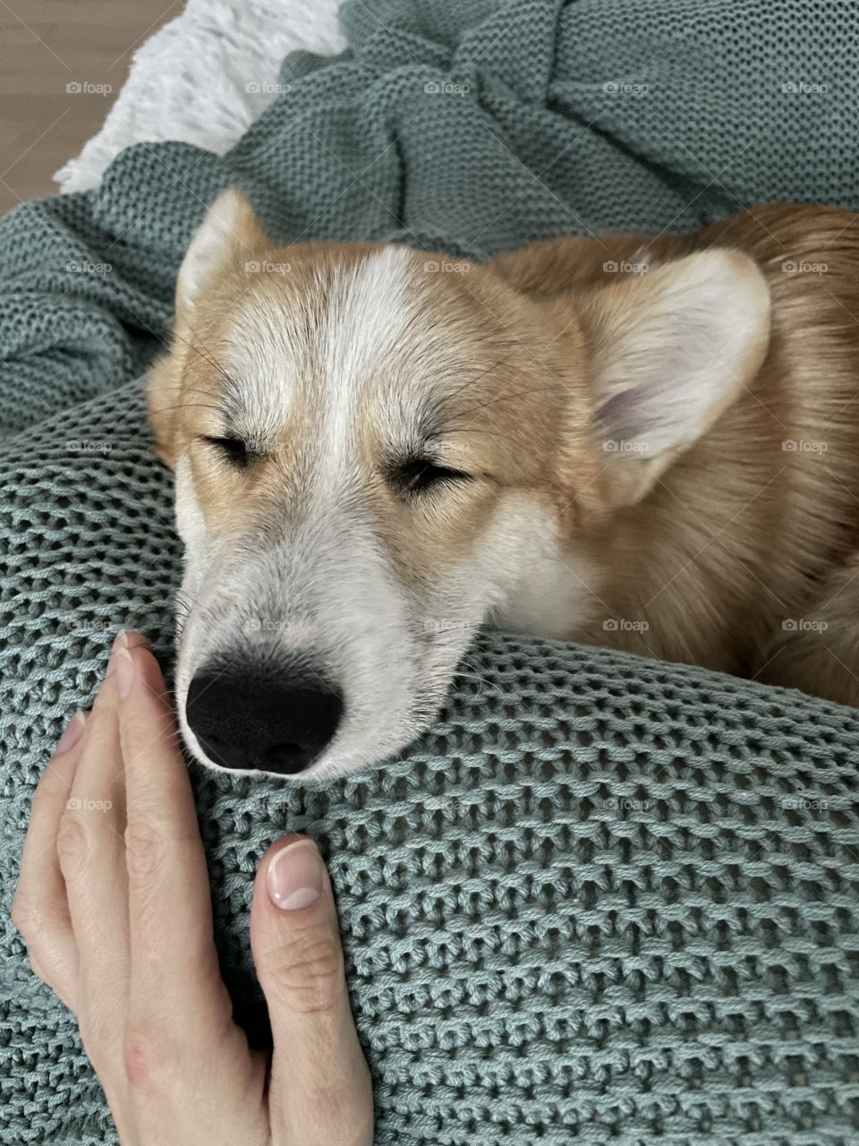 sleeping corgi