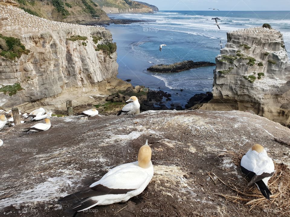 gannet colony