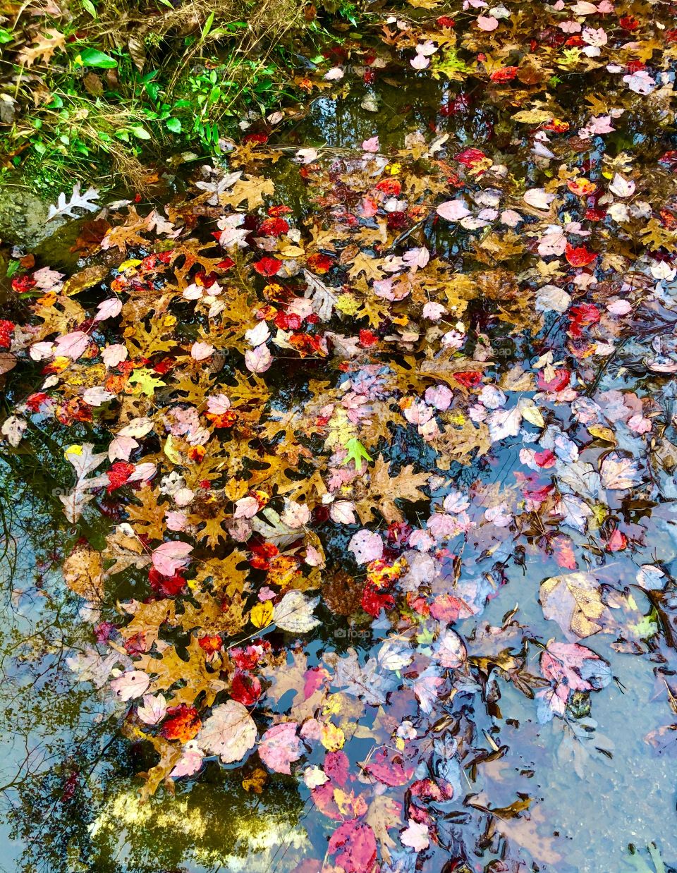 Autumn leaves on mountain stream