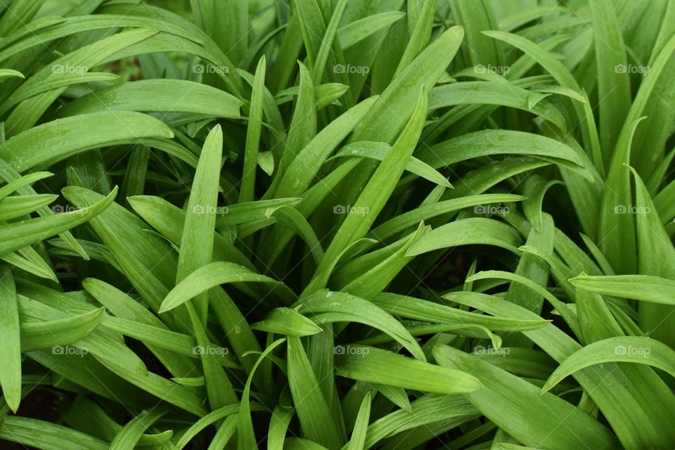 Lush green leaves...