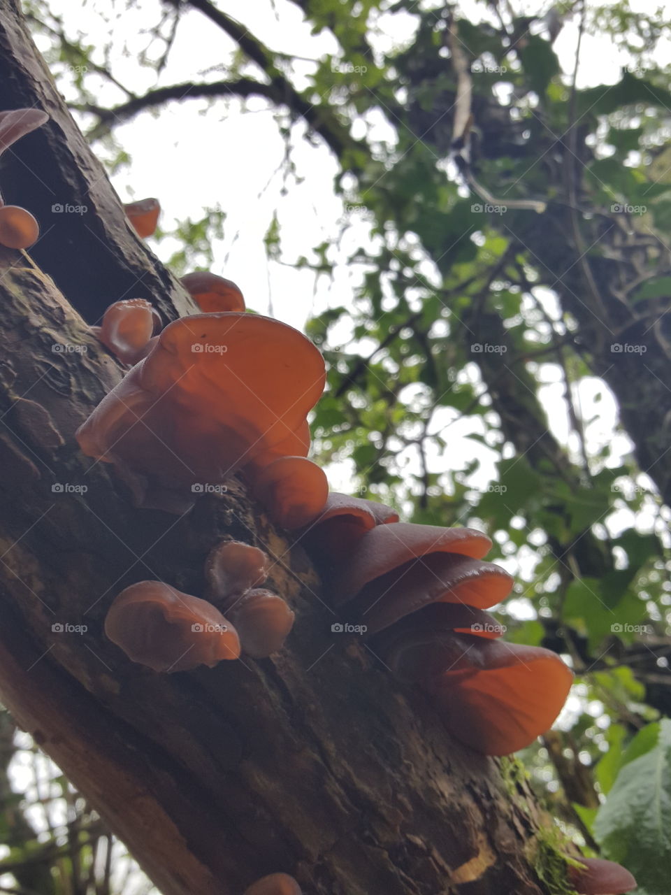 fungi ears of the tree