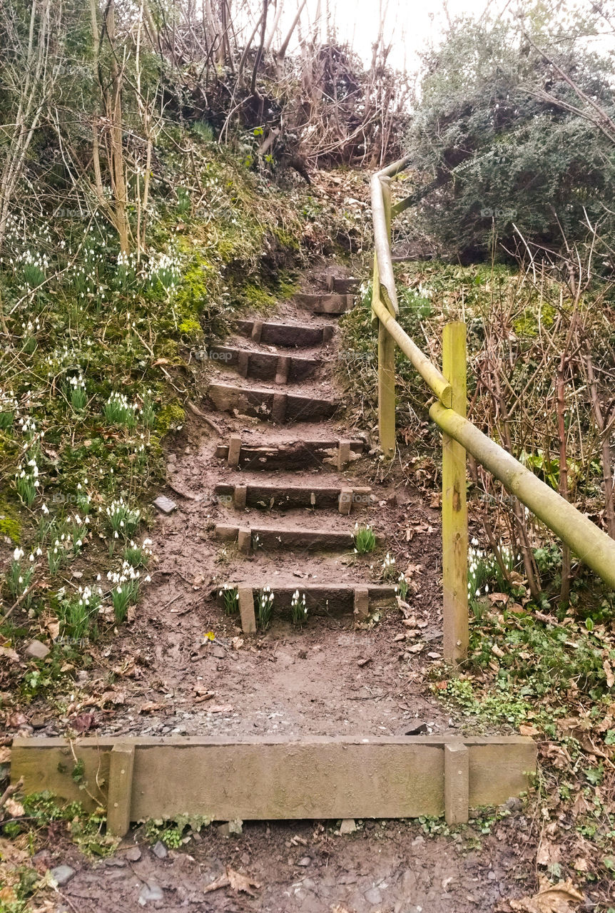 Snowdrops and wooden steps in a winter park, Wales