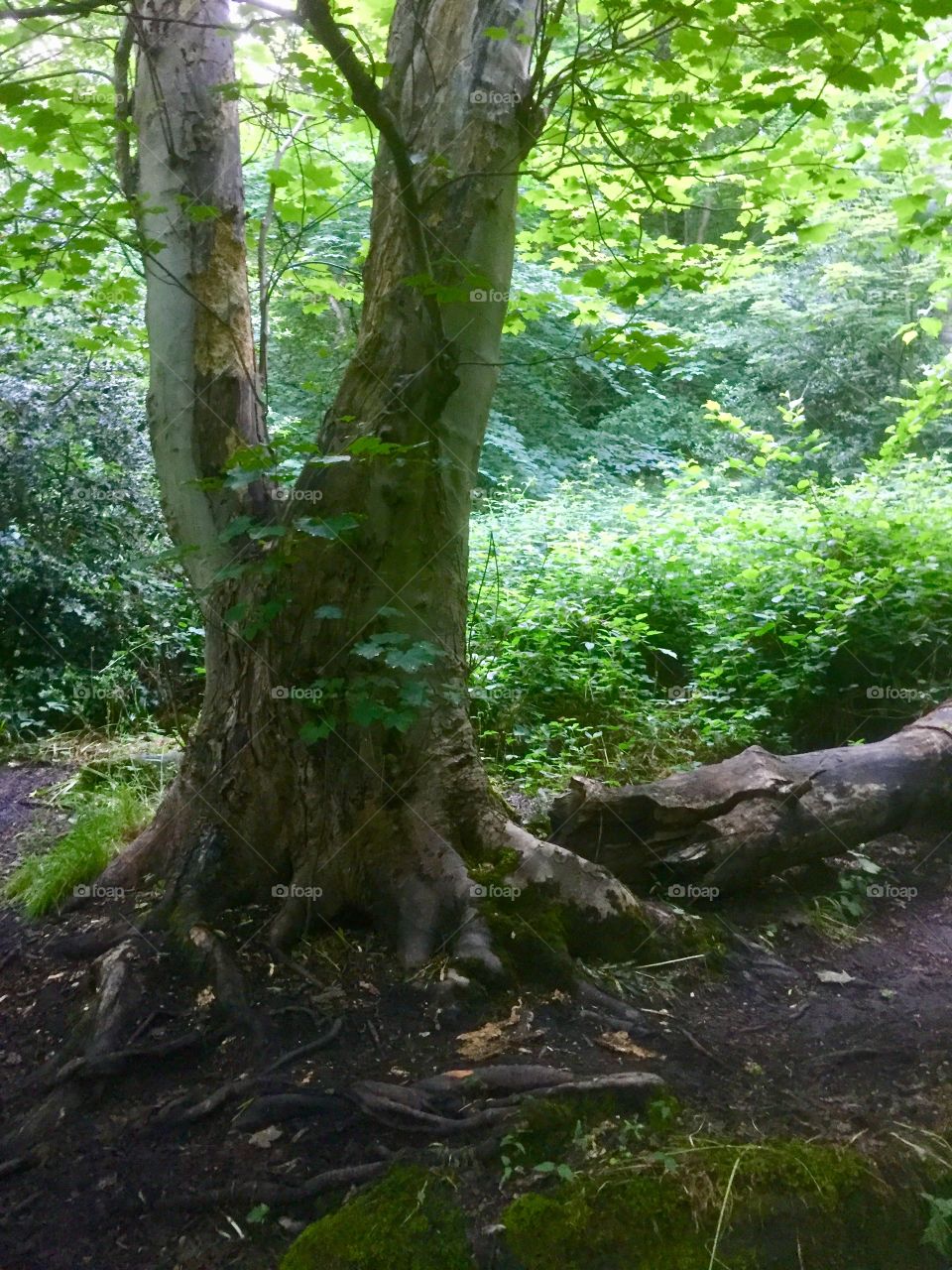 Woods in Summer , England.