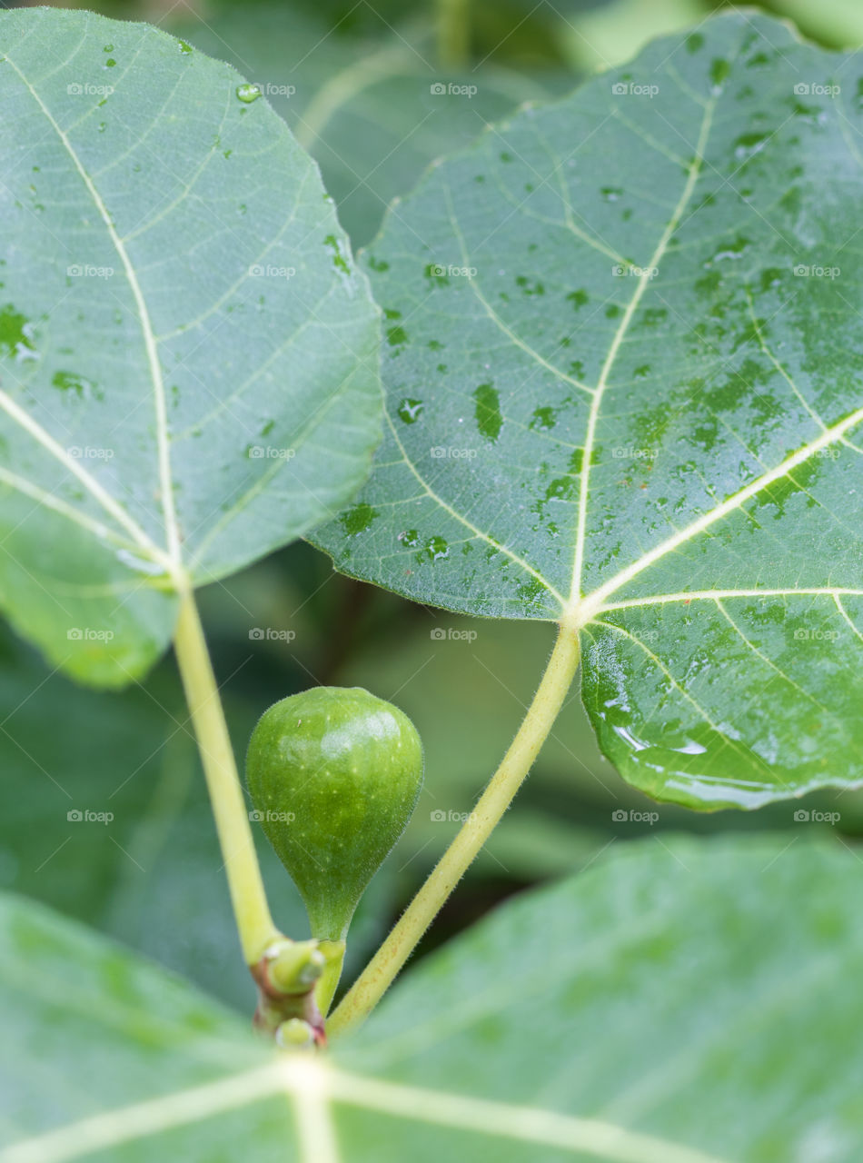 Vertical closeup photo of a green fig ripening on a tree with the green leaves in soft focus in the background with dew on them
