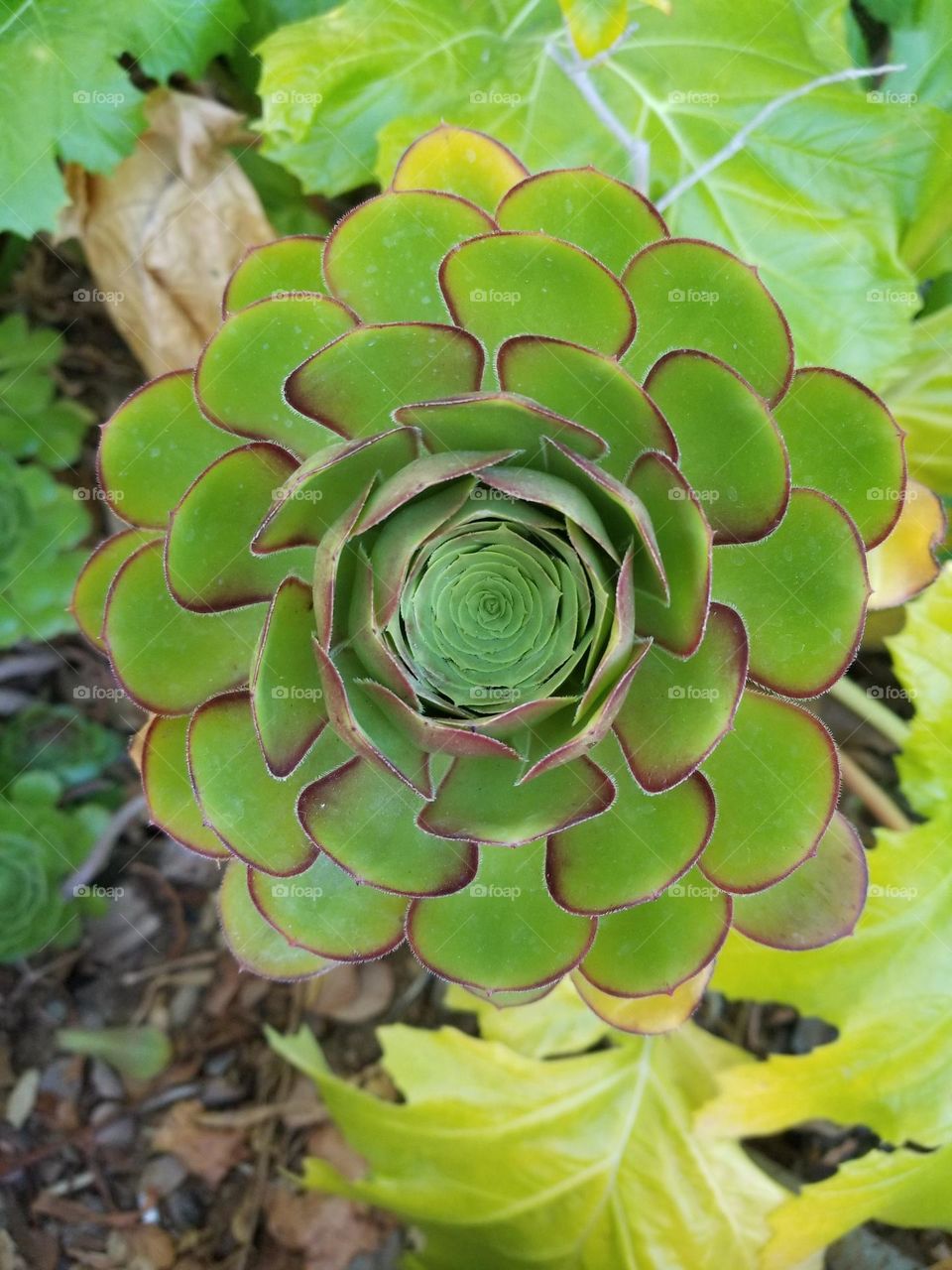 Bright Green Succulent.