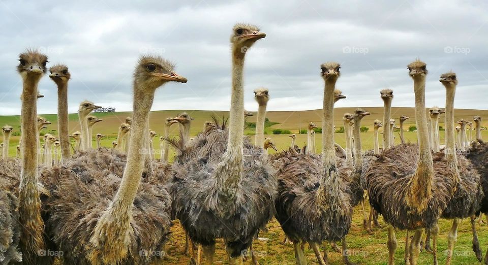Great shot of a group of Ostriches.  All proceeds go towards the conservation of endangered species.