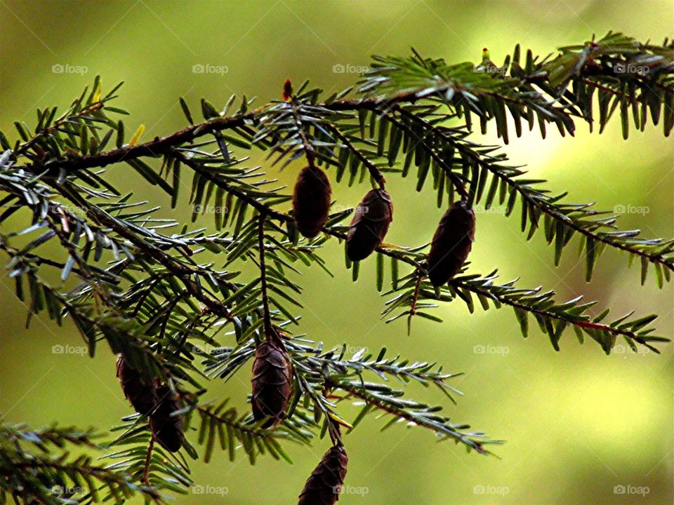 An evergreen tree branch with little pine cones hanging from the branch with a green background.