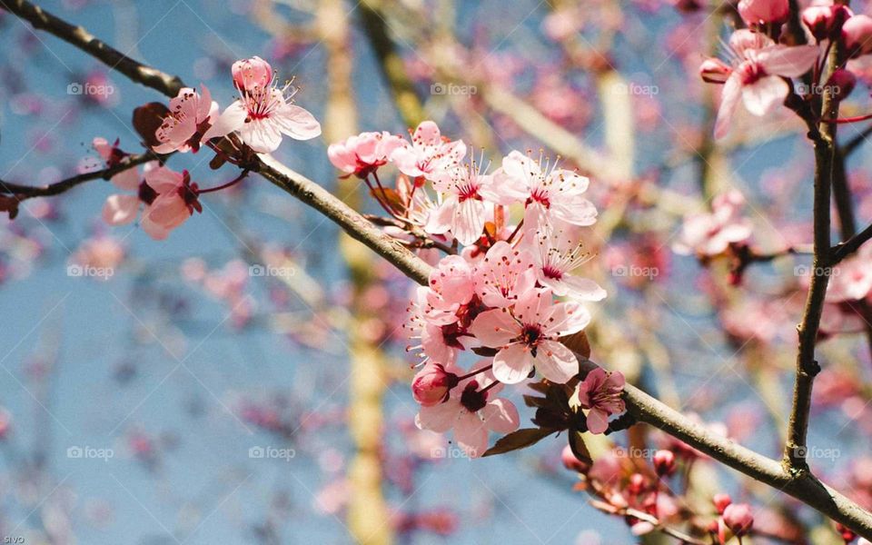 cherry blossom in Spring