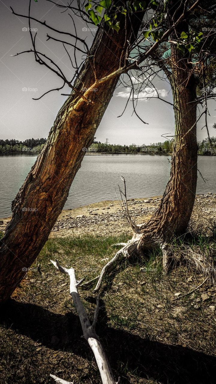 Trees exposing their roots to the open world.