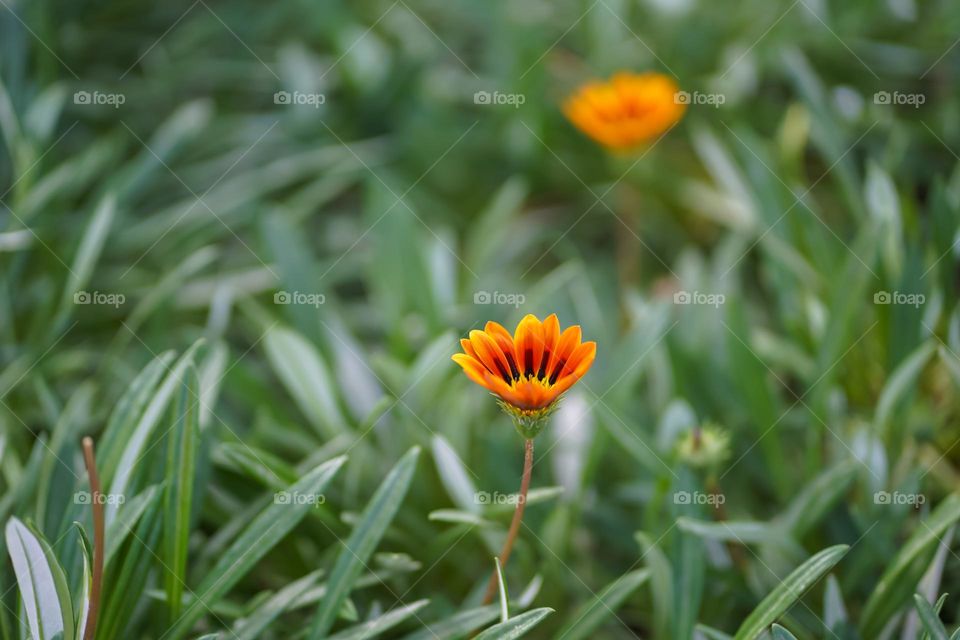 Photo of the year  Plants