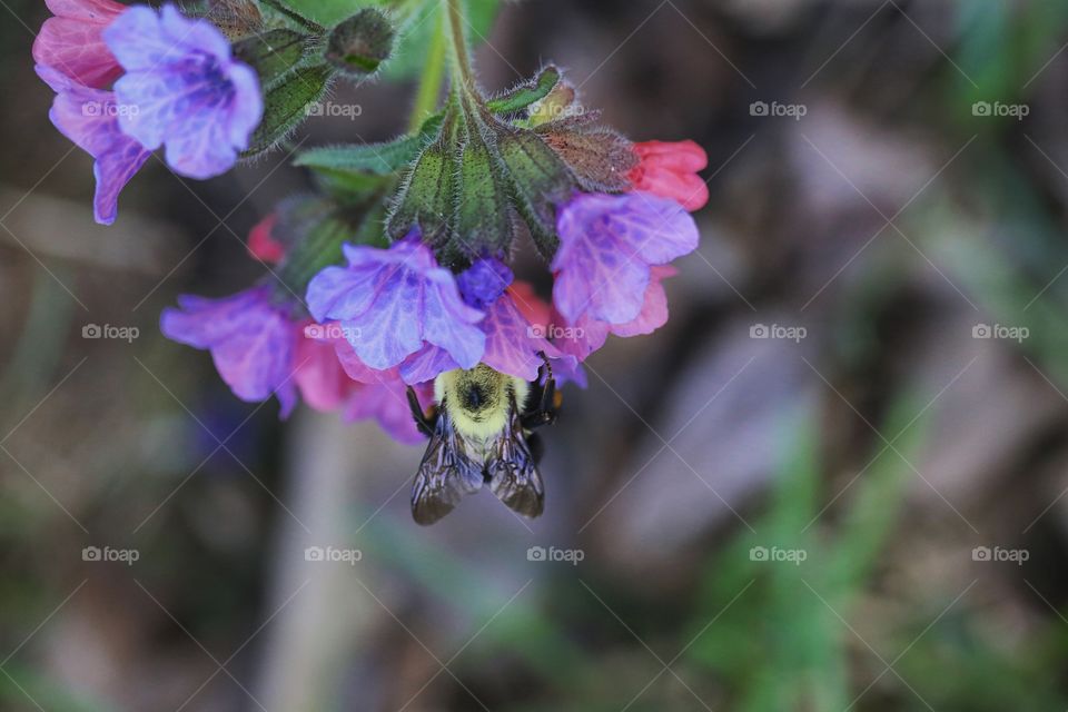 Bee and buds