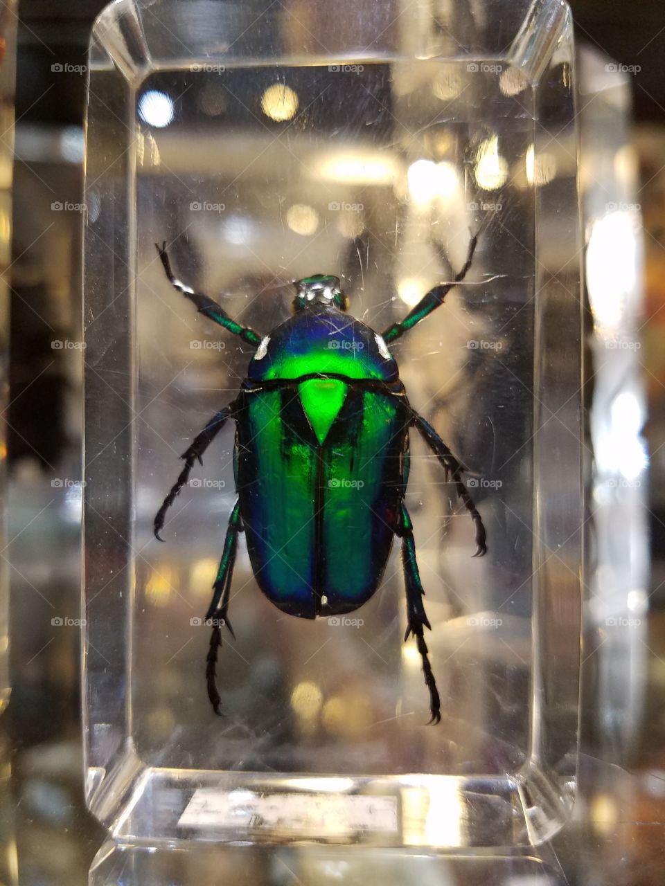 Beetle in acrylic