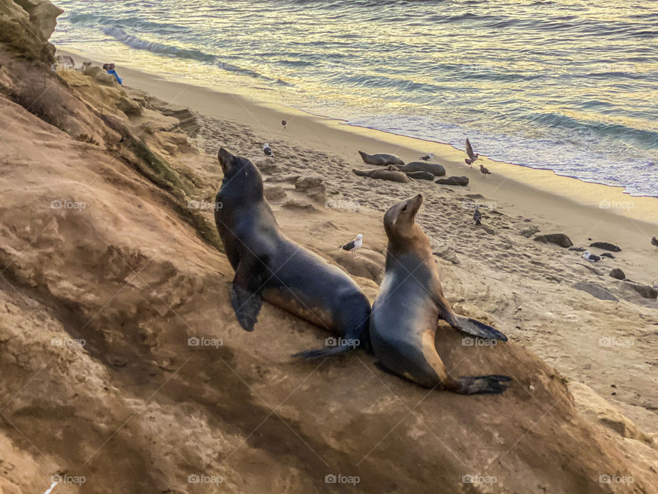 Sea lions lying on a sandy beach at sunset 