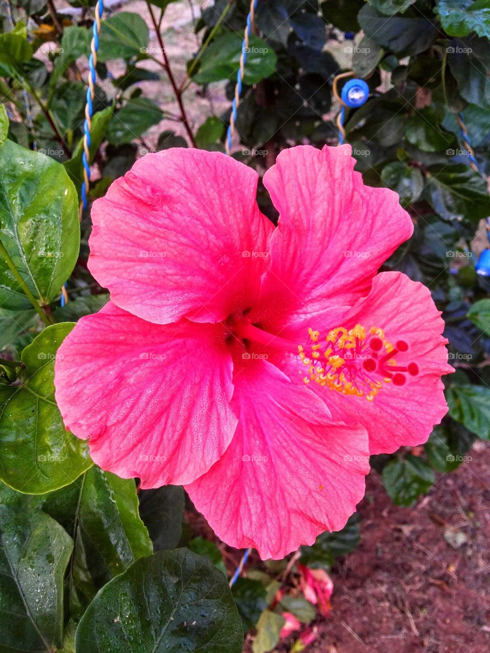 Beauty of Hibiscus flower