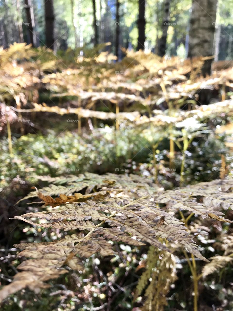 Forest ferns 