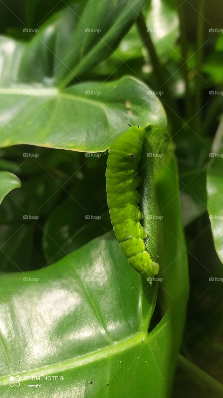 A Tailed Jay caterpillar crawling on Philodendron Burl Max leaves. Ligh to almost neon skinned caterpillar 💚