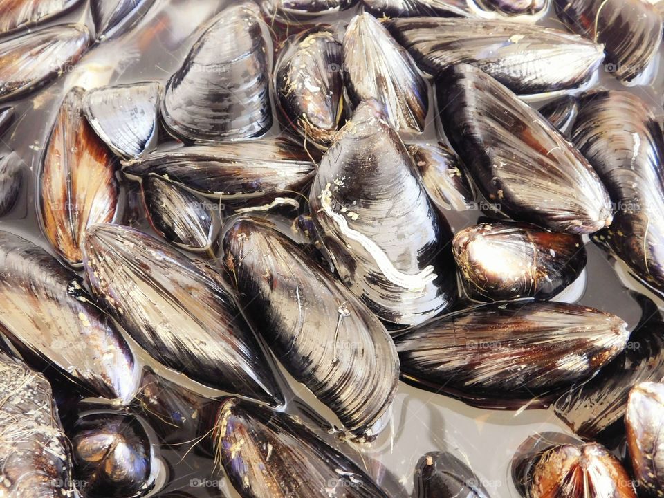 mussels