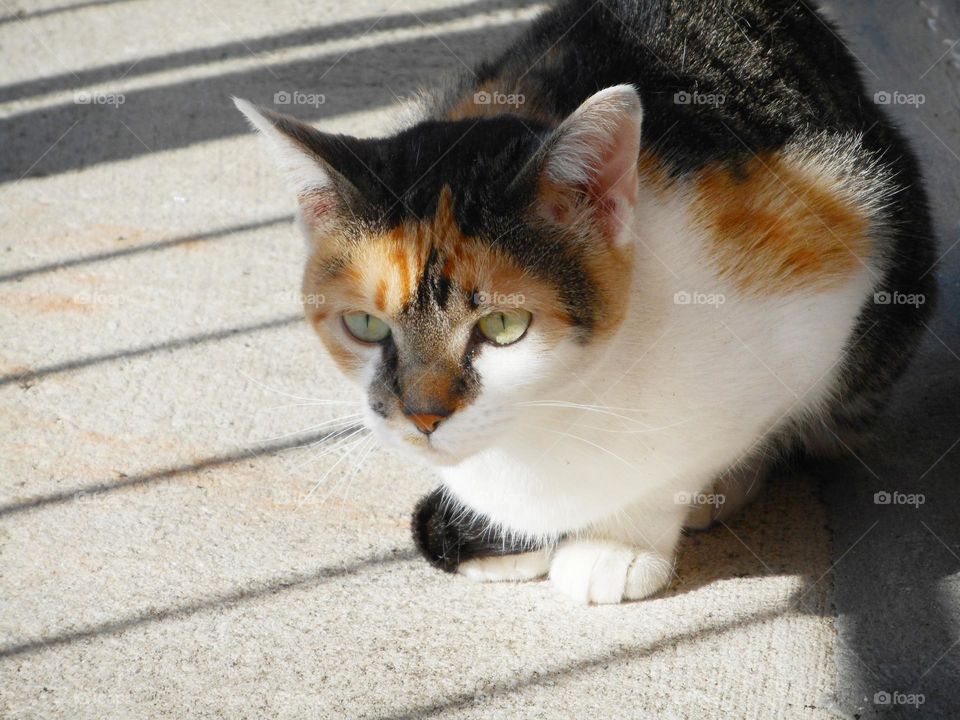 A calico cat with a serious look on her face is looking around outside and is ready to pounce.