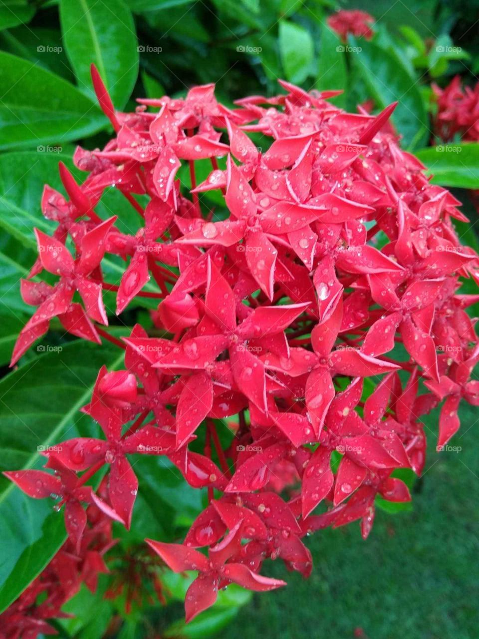 red flower in garden