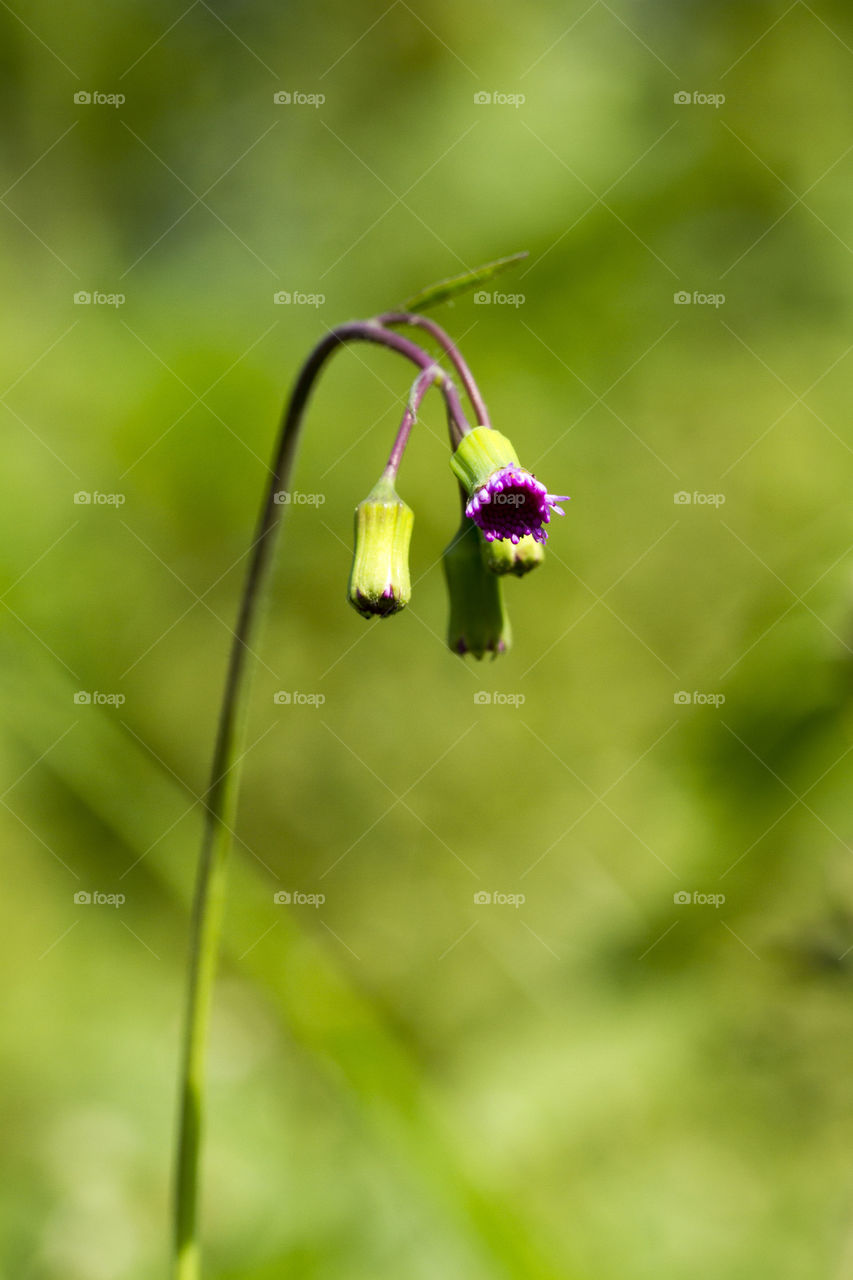 The grass flower