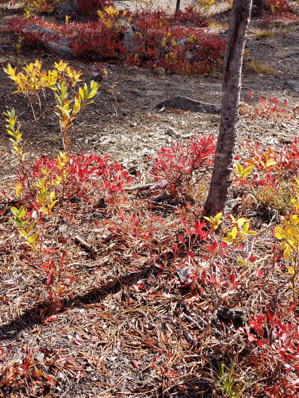 Brilliant fall colors of a landscape on the shores of Elk Lake in Oregon’s Cascade Mountains