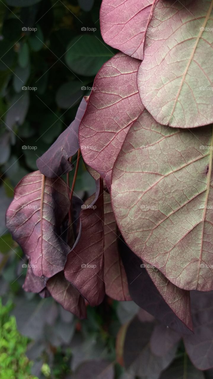 Dying leaves