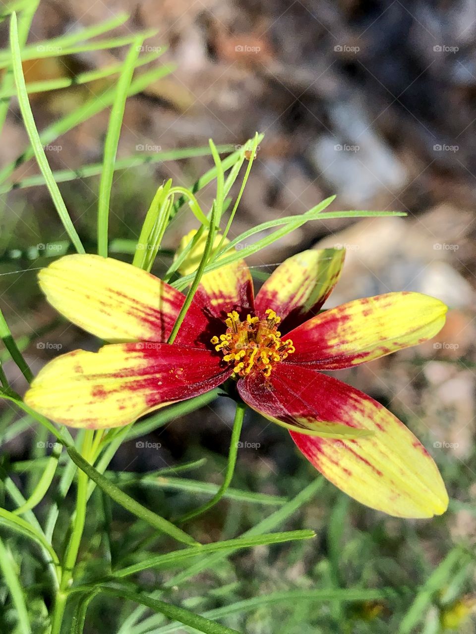 Late summer yellow coreopsis with vibrant red center 