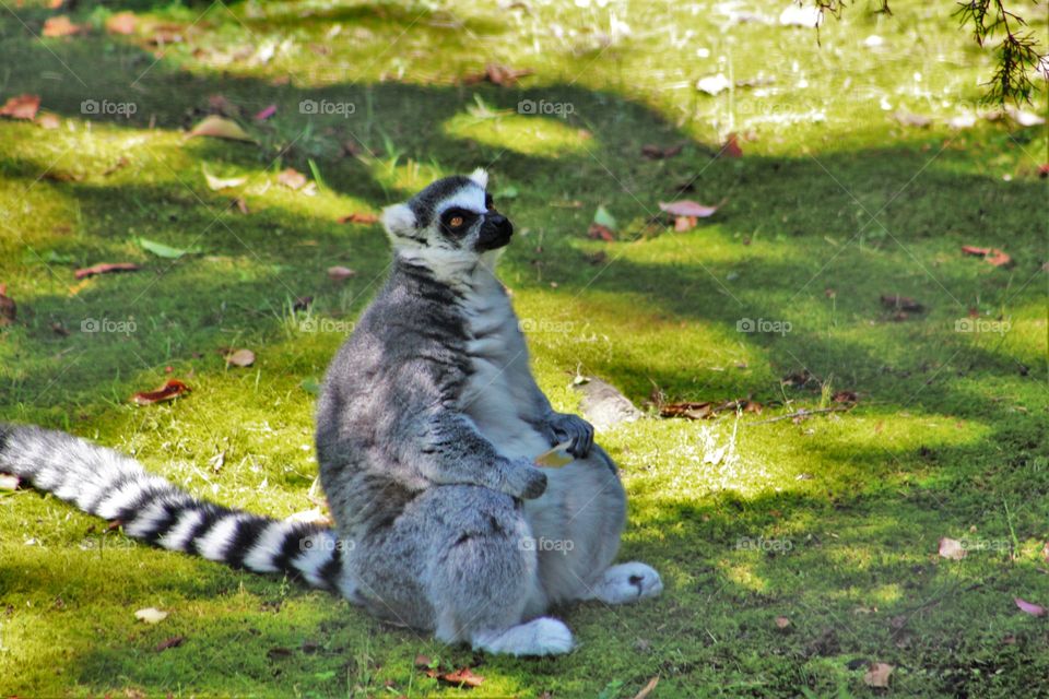 unamused lemur