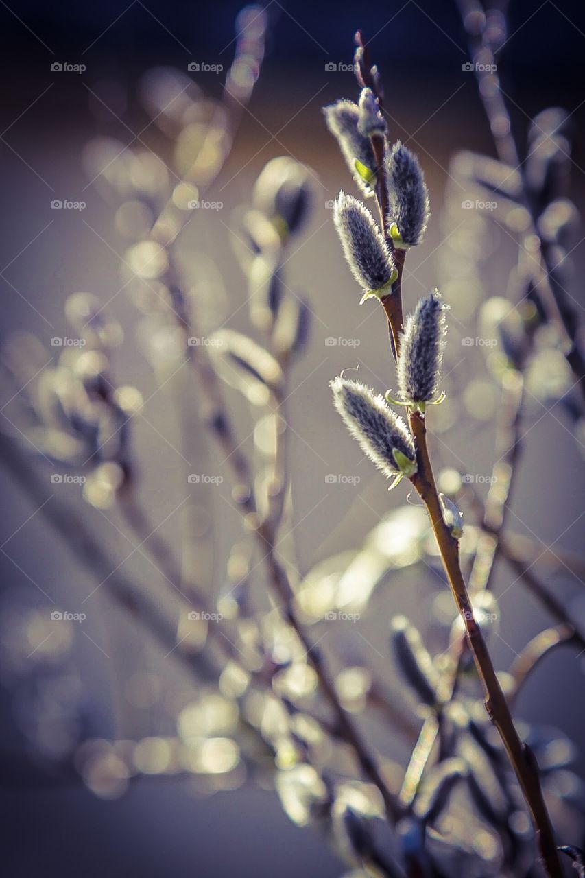 Spring in nature . Branches of a tree just showing its spring leafs 