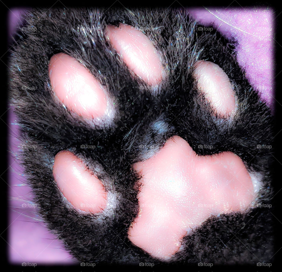 Kitten Paw 2