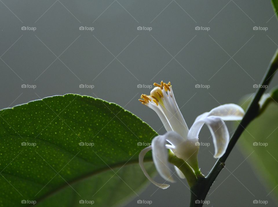 Lemon tree flower